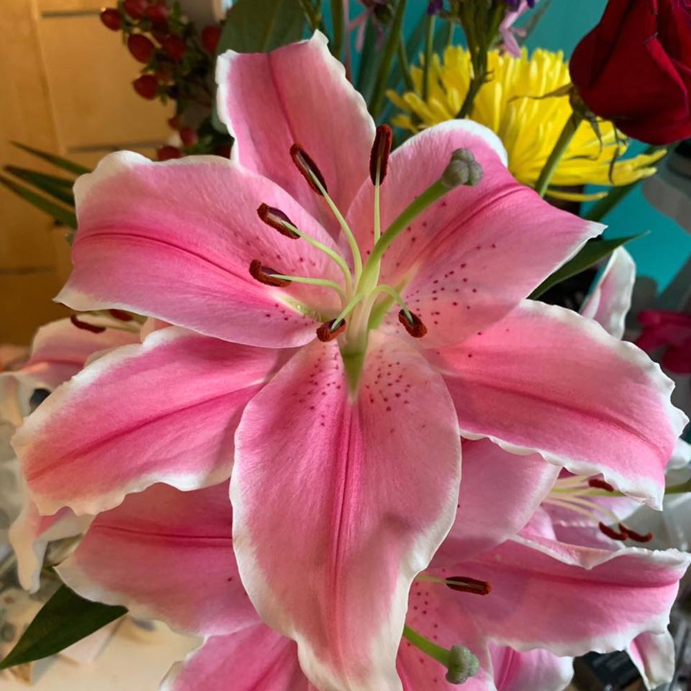 Meet your Posher, Dawn